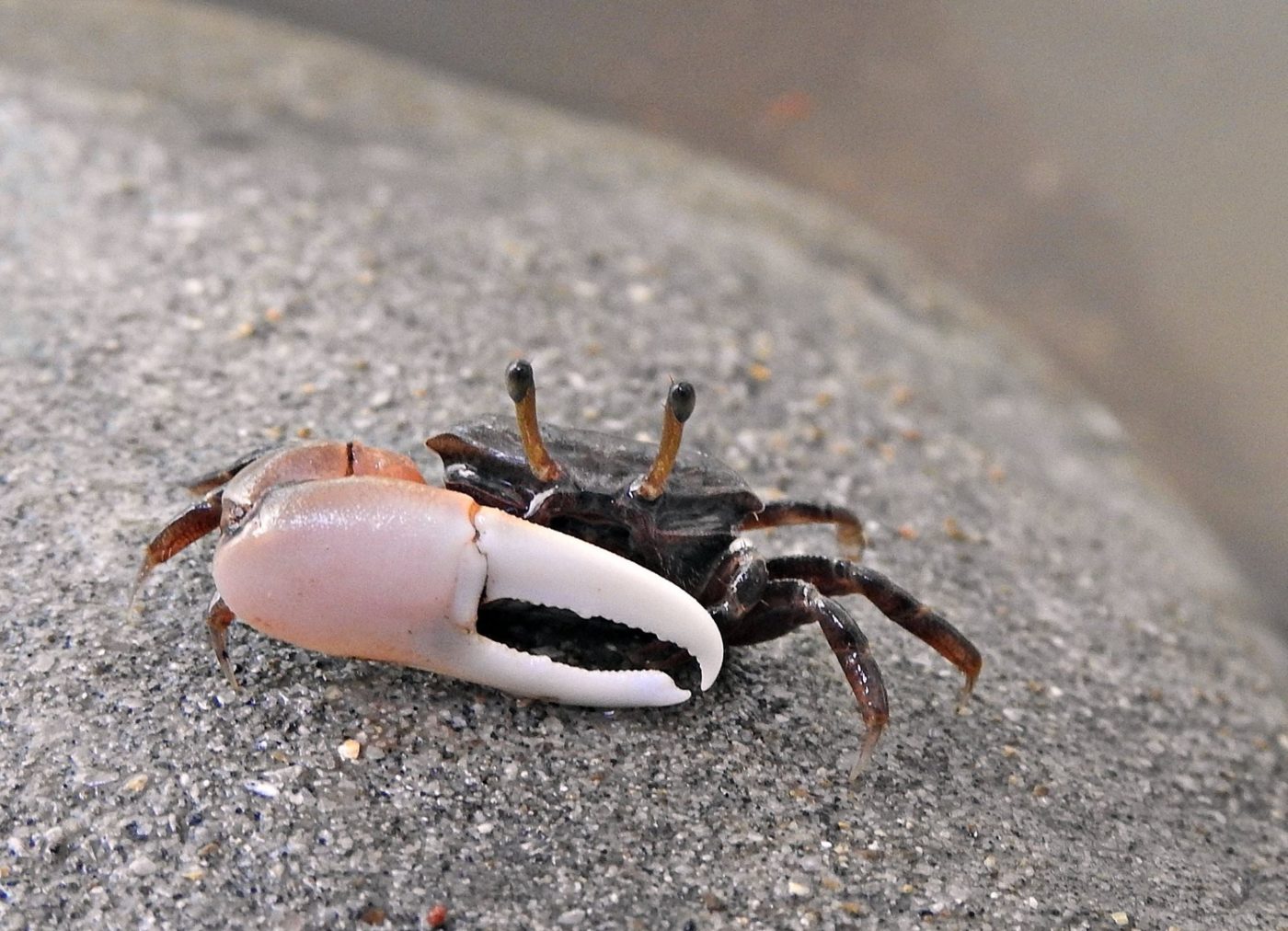 Fiddler Crab Marine Life of Mumbai