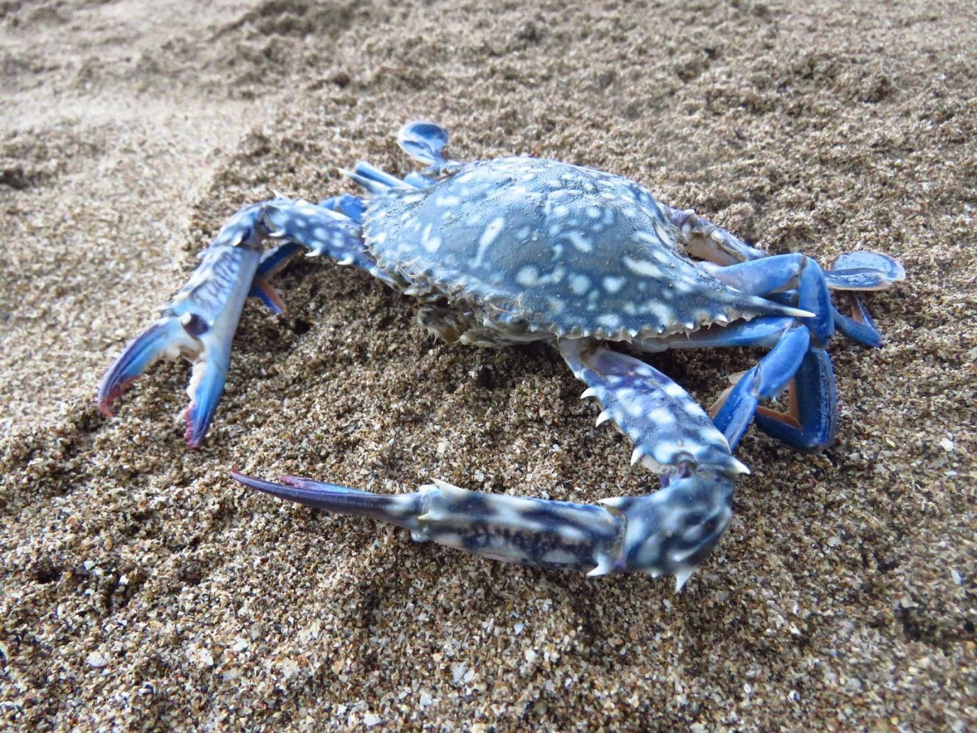 Blue Swimmer Crab Marine Life of Mumbai