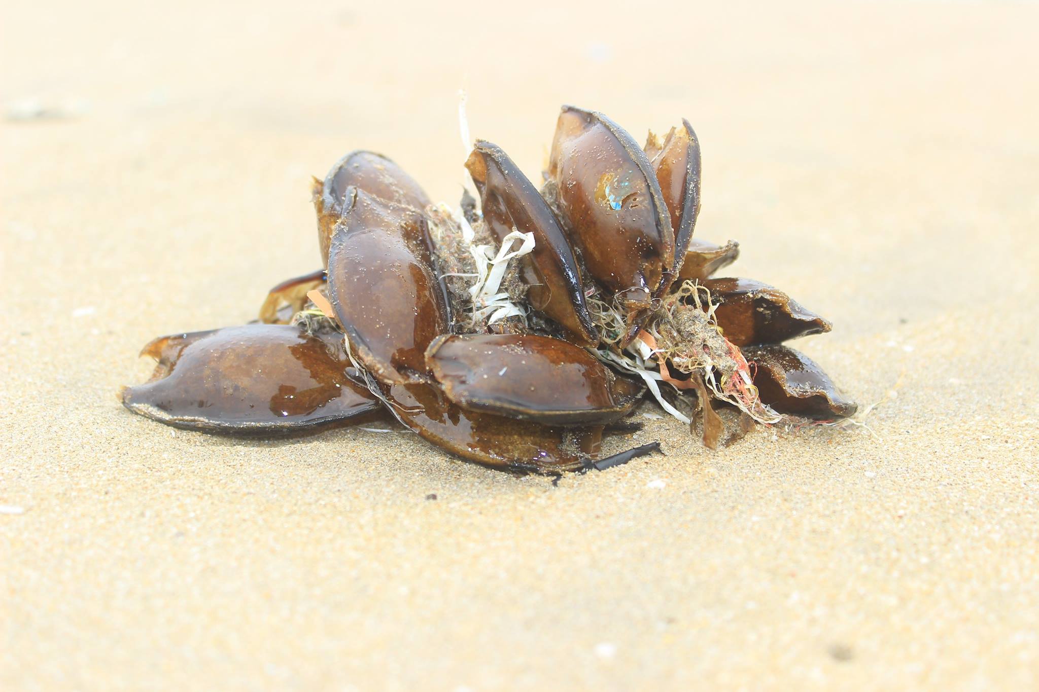 Bamboo Shark Egg Cases - Marine Life of Mumbai