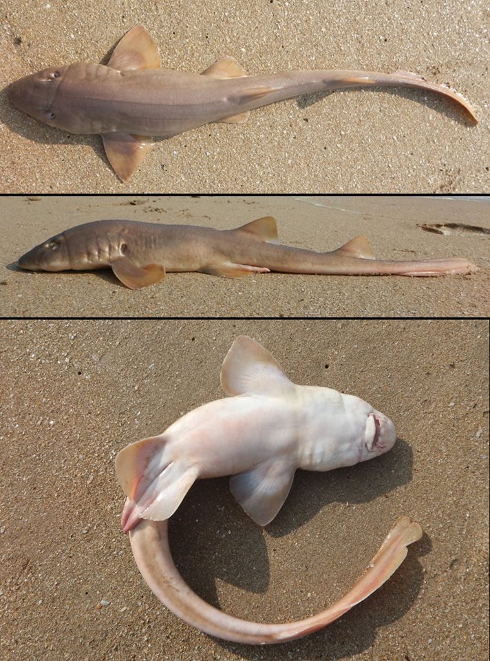 Bamboo Shark Egg Cases - Marine Life of Mumbai